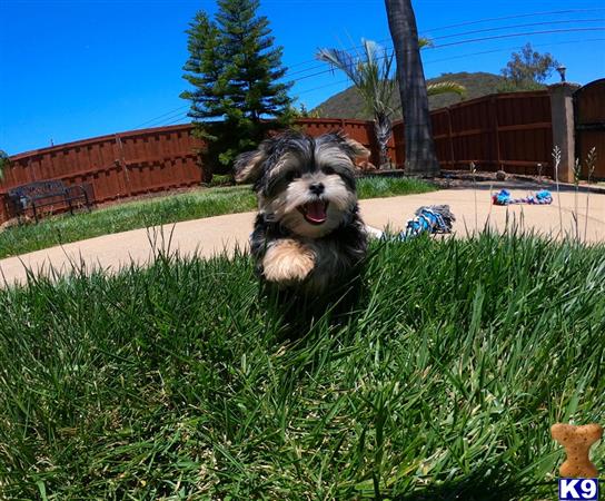 PuppyAvenue Picture 3